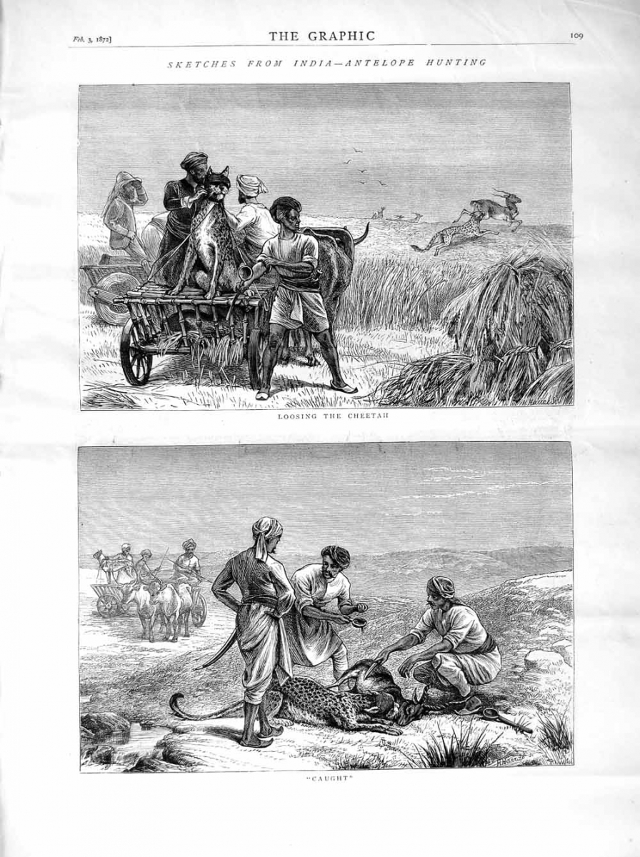 cheetahs1872