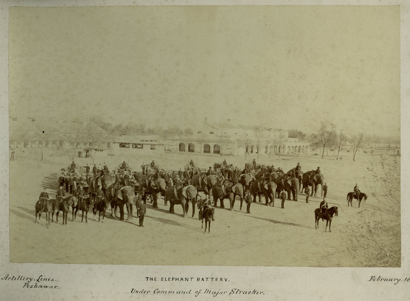 elephants1880s